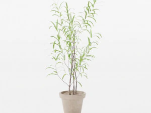 Kamerplant Namcheon Medium 3D Model