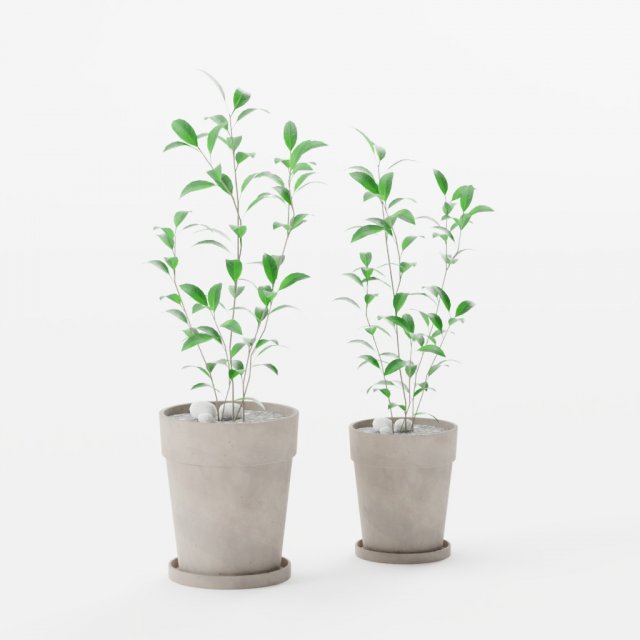 Jujube tree 3D Model .c4d .max .obj .3ds .fbx .stl .blend 