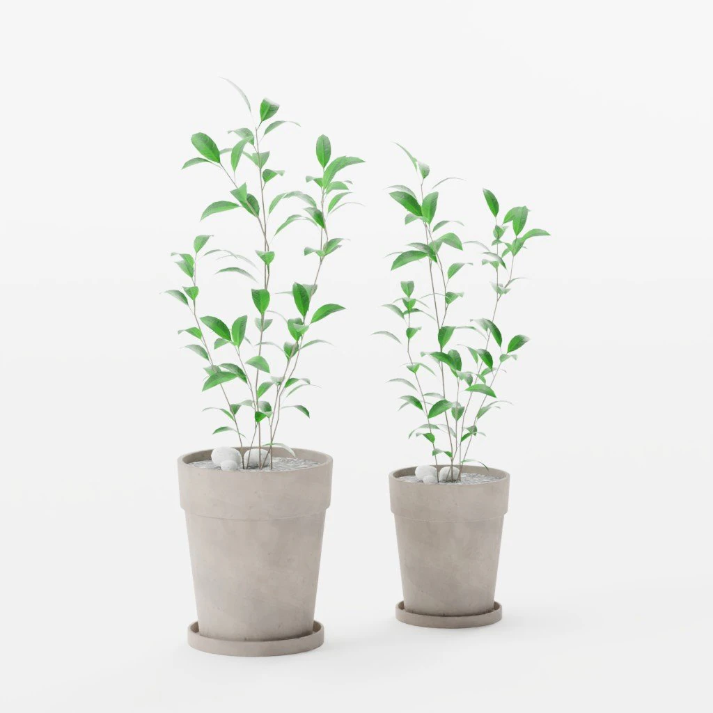 Jujube tree 3D Model .c4d .max .obj .3ds .fbx .stl .blend