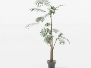 Java-harmonieboom 3D Model