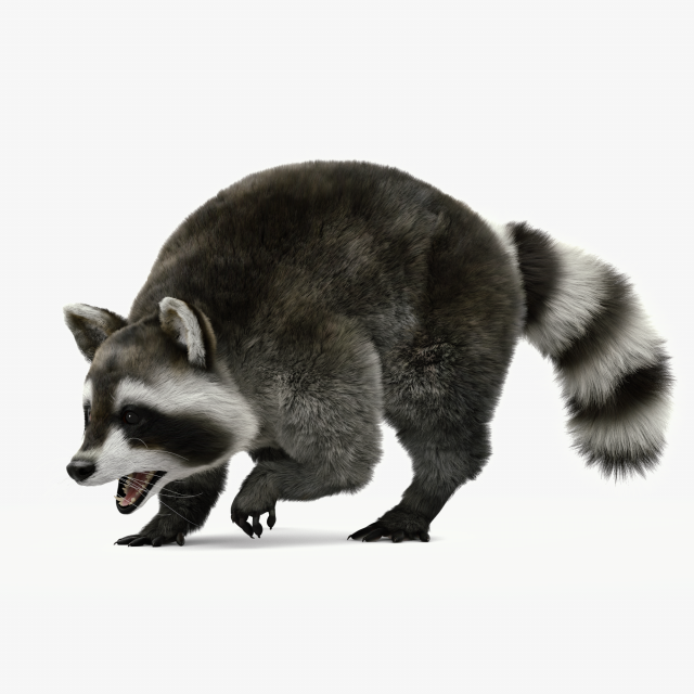 Wild Raccoon 3DS Max 3D 模型 .c4d .max .obj .3ds .fbx .stl .blend