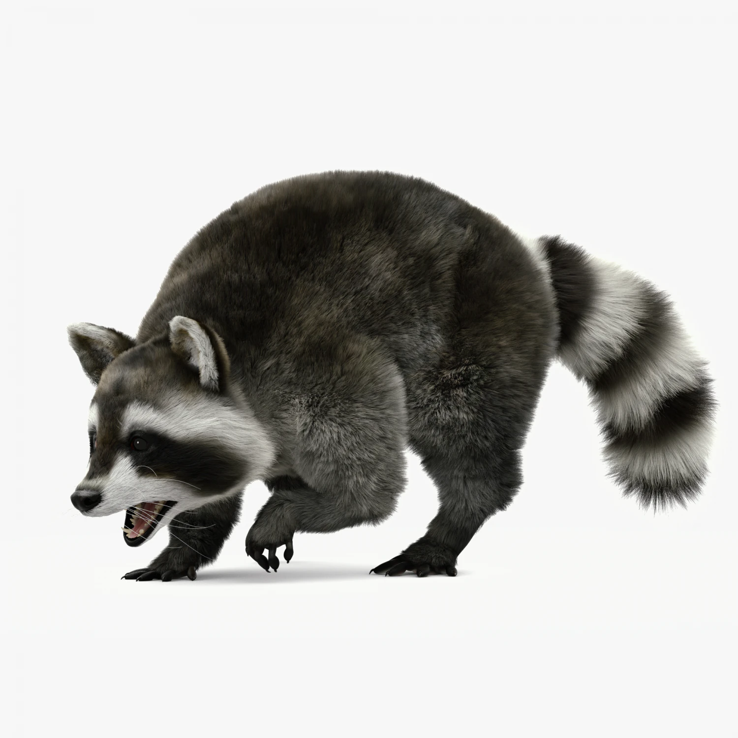 Wild Raccoon 3DS Max 3D Model .c4d .max .obj .3ds .fbx .stl .blend 