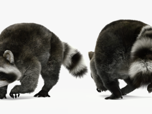 Wild Raccoon 3DS Max 3D 模型