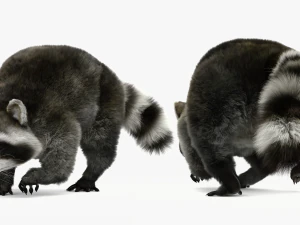 Wild Raccoon 3DS Max 3D Model