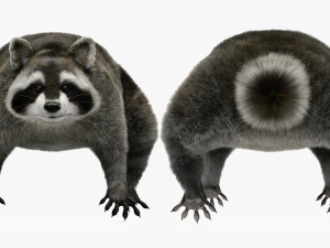 Wild Raccoon 3DS Max 3D 模型