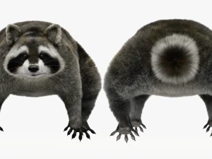 Wild Raccoon 3DS Max 3D Model