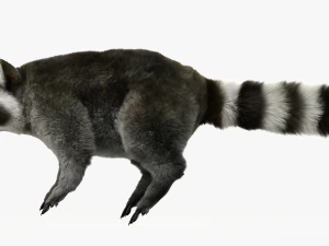 Wild Raccoon 3DS Max 3D Model