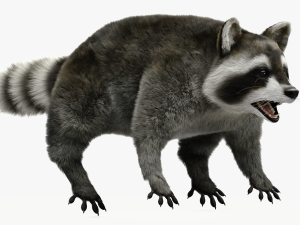 Wild Raccoon 3DS Max 3D 模型