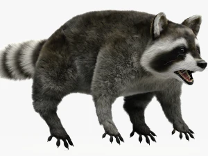Wild Raccoon 3DS Max 3D Model