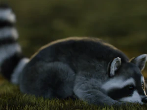 Wild Raccoon 3DS Max 3D Model