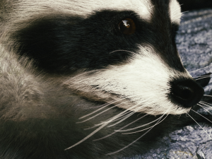 Wild Raccoon 3DS Max 3D 模型