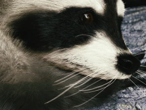 Wild Raccoon 3DS Max 3D Model