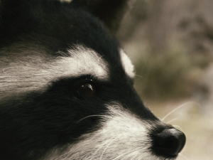 Wild Raccoon 3DS Max 3D 模型