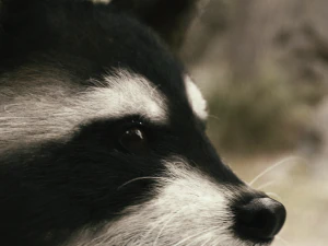 Wild Raccoon 3DS Max 3D Model