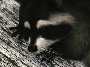 Wild Raccoon 3DS Max 3D Model