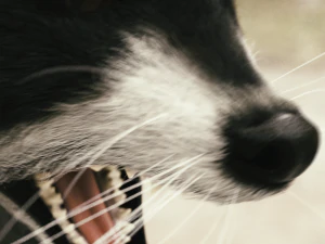 Wild Raccoon 3DS Max 3D Model