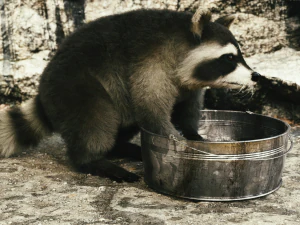 Wild Raccoon 3DS Max 3D Model