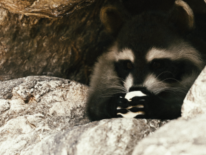 Wild Raccoon 3DS Max 3D 模型