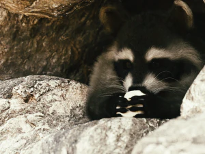 Wild Raccoon 3DS Max 3D Model