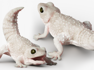 Gecko Reptile 3DS Max 3D-Modell