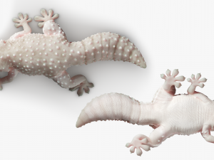 Gecko Reptile 3DS Max 3D-Modell