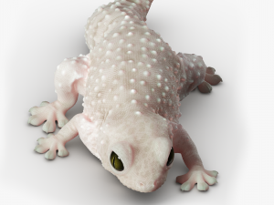 Gecko Reptile 3DS Max 3D-Modell