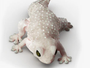 Gecko Reptile 3DS Max 3D Model