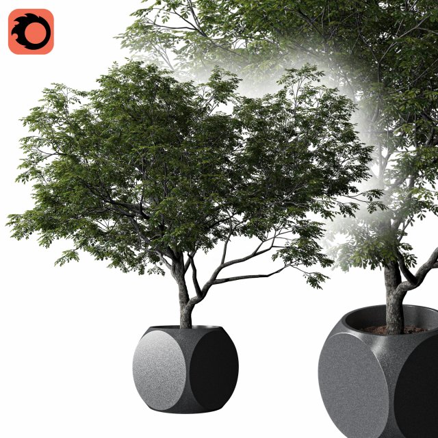 Plants Albizia 3D Model .c4d .max .obj .3ds .fbx .stl .blend 
