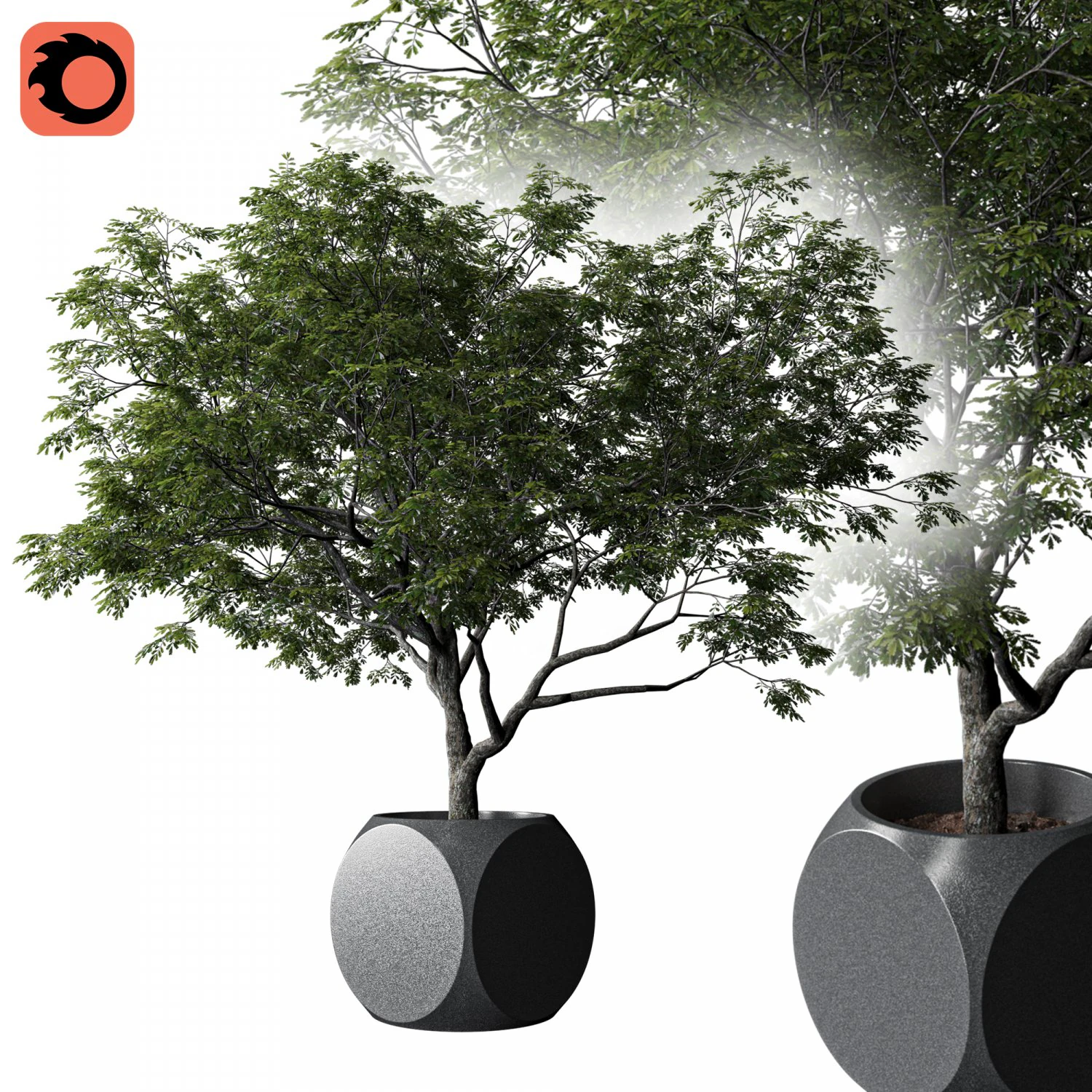 Plants Albizia 3D Model .c4d .max .obj .3ds .fbx .stl .blend 