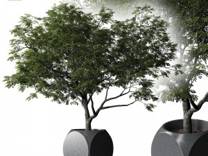 Plants Albizia 3D Модель
