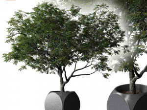 Bitkiler Albizia 3D Model