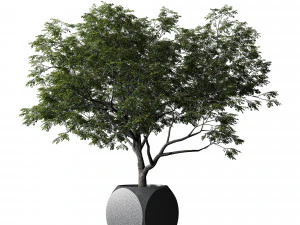 Plants Albizia 3D Model