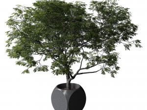 Plants Albizia 3D Model