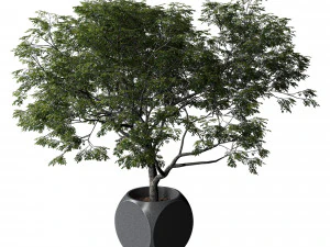 Plants Albizia 3D Model