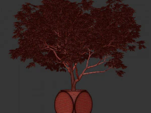 Plants Albizia 3D Model