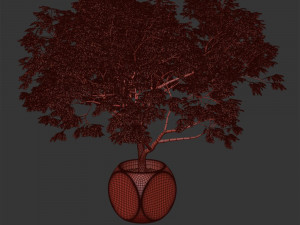 Plants Albizia 3D Model