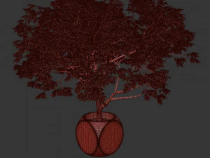 Plants Albizia 3D Model