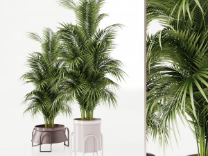 Plants collection Cream 3D Model