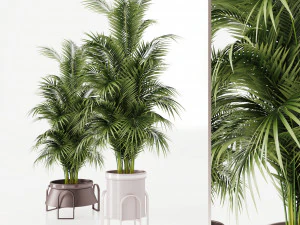 Plants collection Cream 3D Model