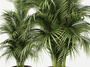 Plants collection Cream 3D 模型