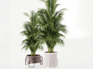 Plants collection Cream 3D Model