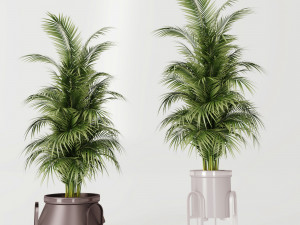 Plants collection Cream 3D 模型