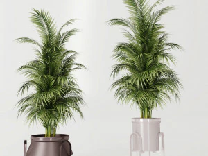 Plants collection Cream 3D Model