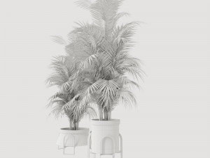 Plants collection Cream 3D 模型