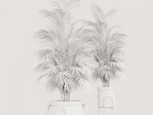 Plants collection Cream 3D 模型