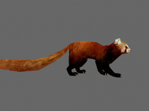 Red Pand panda 3D Model