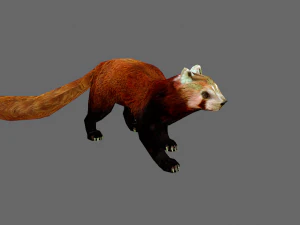 Red Pand panda 3D Model