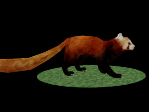 Red Pand panda 3D Model