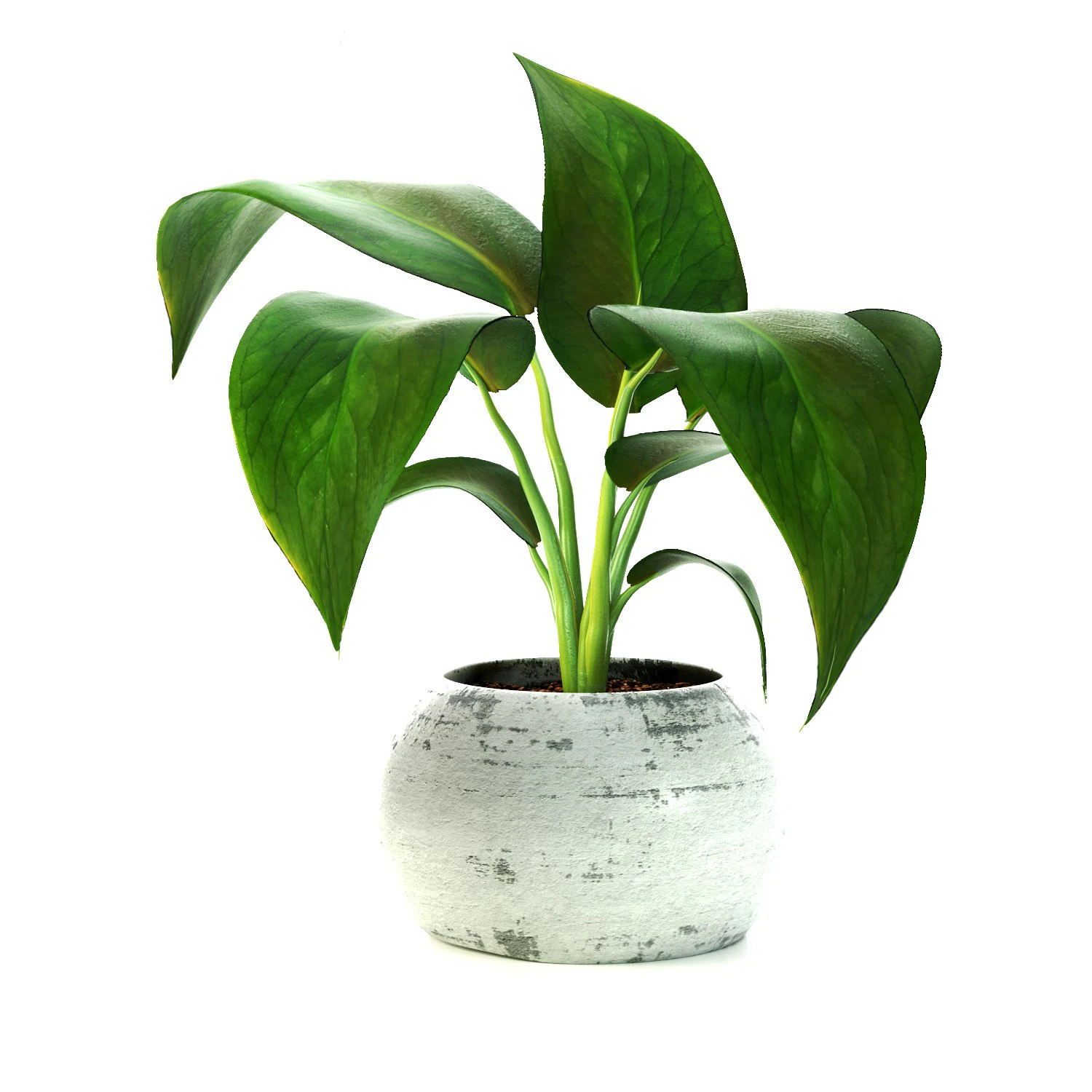 Plant-bouquet 3D Model .c4d .max .obj .3ds .fbx .stl .blend