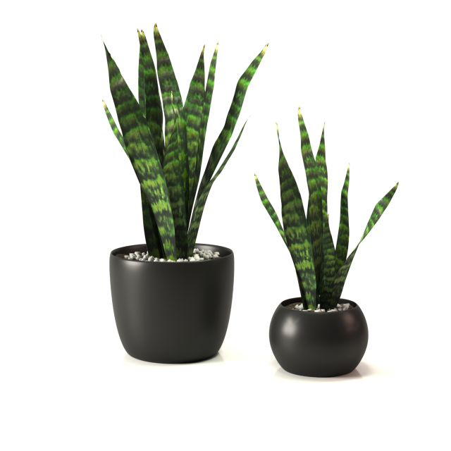 Snakeplants 3D Модель .c4d .max .obj .3ds .fbx .stl .blend 